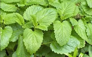 Lemon balm leaves